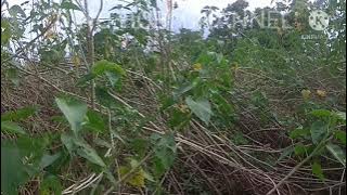 CARA MUDAH PIKAT BURUNG KERAK BASI DAPAT 3EKOR