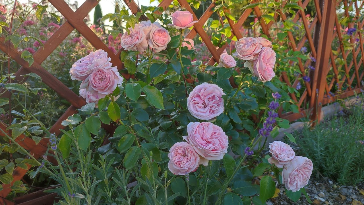 RÓŻE🌹Moja różana przygoda🌹Nowe róże w ogrodzie 🌹Niespodzianka dla Widzów🌹