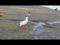 American perkin, Magie, Mallard and Khaki Birding NW