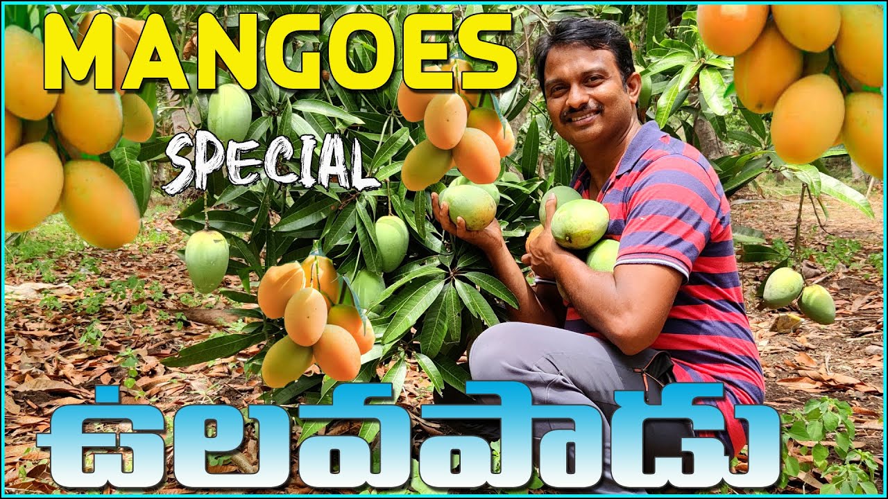 Ulavapadu Mangoes. vulavapadu Banginapalli. Banginapalli Mango. ఉలవపాడు