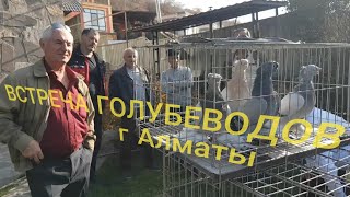 Встреча Голубеводов г Алматы,Meeting of Pigeon Breeders in Almaty #tauben #pigeons