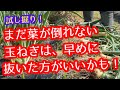 【玉ねぎ】この判断が大切!葉が倒れないなら、とう立ちする前に抜くほうが正解です。
