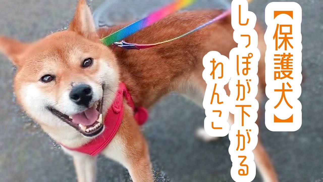 まるで狐 お散歩中 しっぽの下がってしまったプーマくん Youtube