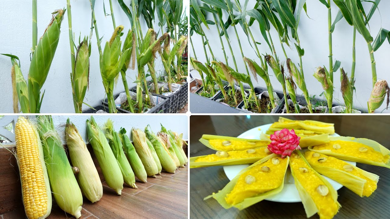 Growing Corn on the balcony for big corn, extremely easy for everyone
