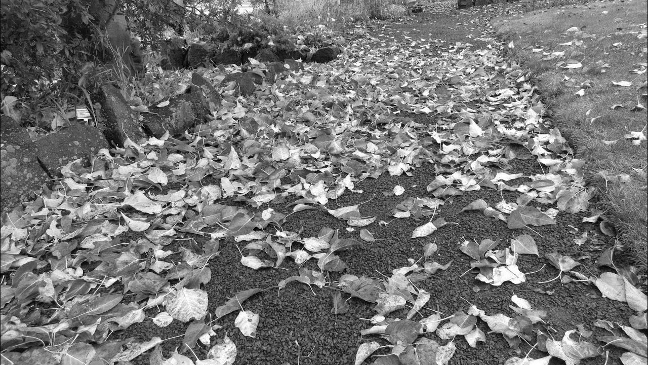 Early Morning Session