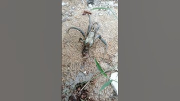 Ốc mượn hồn bỏ vỏ #shorts #snail