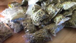 Desmantelan 2 plantaciones con 3.589 plantas de marihuana en Toledo