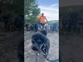 DOGEX:reactivity training is another video #dogs #poop #dogsocialization #cutedog #3pointer #doglife