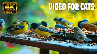 Cat TV for Cats to Watch 😺 Countless Birds and Squirrels 🐿 1 Hours 4K HDR 60FPS