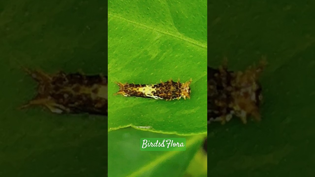 Catterpillar 🐛of lime butterfly | bug catching | Insects | 