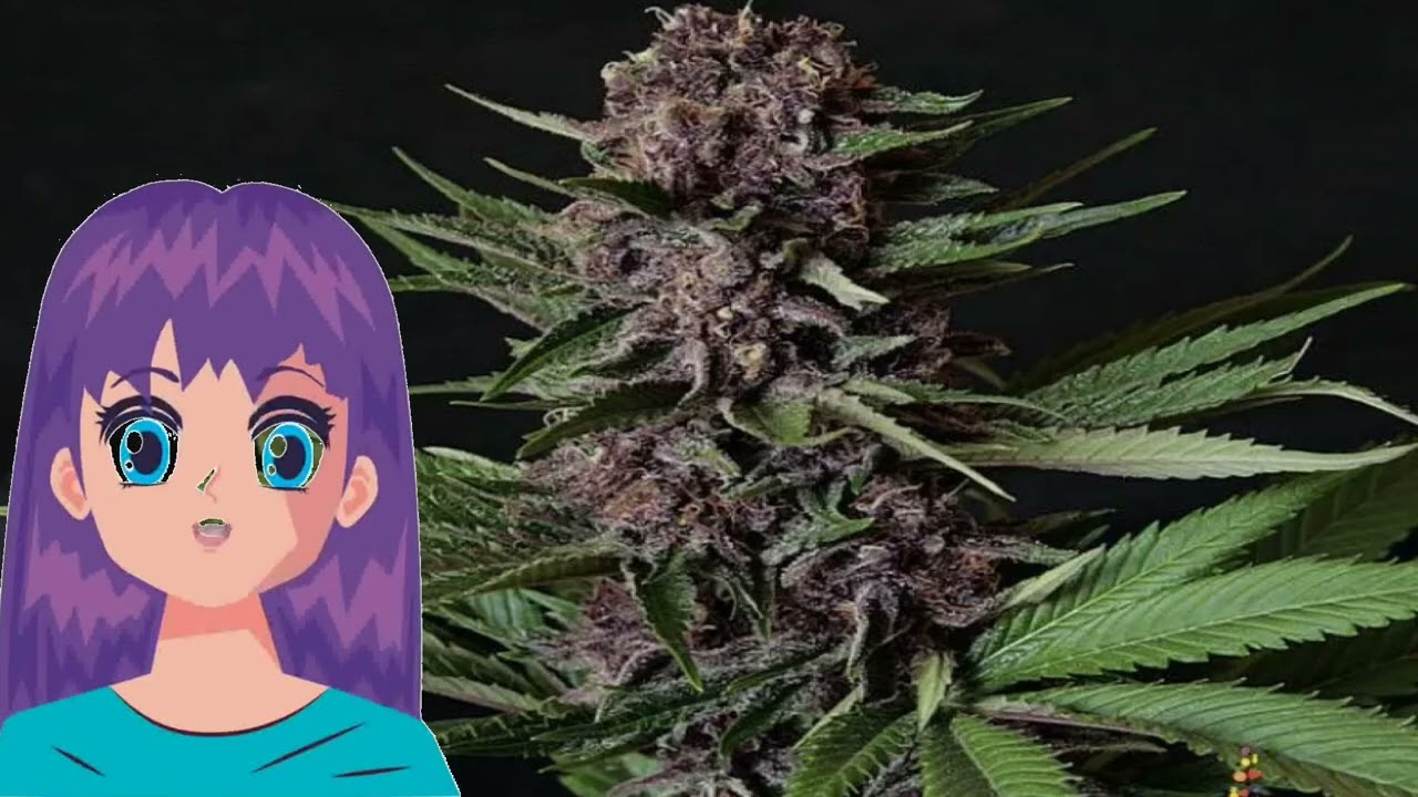 Purple Mazel Tov – Flavour Chasers