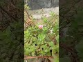 🌼পরতুলিকা🌼