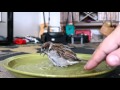 Bath time for Sparky the Sparrow