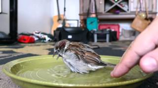 Bath time for Sparky the Sparrow