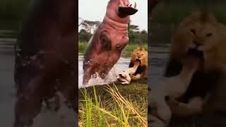 Hippo ATTACKS Lion! HUGE IMPACT!! 🦛🦁 (CLOSE CALL)