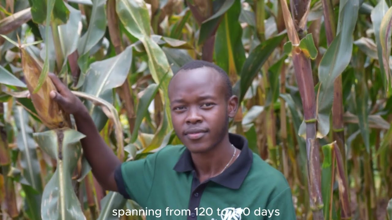 Maize Mastery: Western Seed Company's Agricultural Revolution.