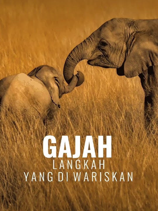 Gajah | pengelana yang di wariskan #hewanbesar