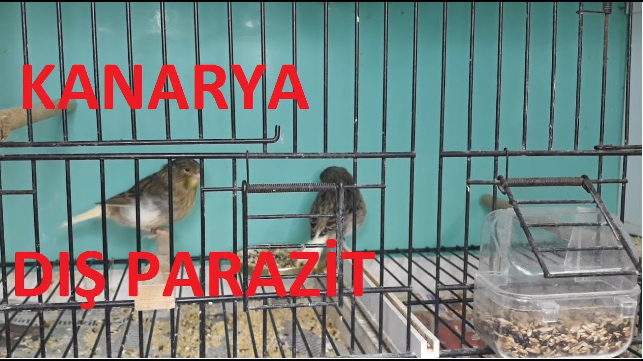 Kanarya Bakımı Kanarya Bit Kırmızı Bit Tüy Biti(Ense Damlası Hayat Kurtarır Kanarya ve Muhabbet)