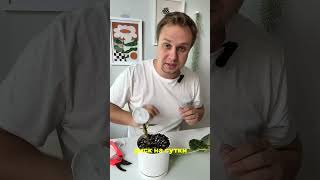 Обрезаете фикусы?🌿#растения #комнатныерастения #plants #комнатныецветы #фикус