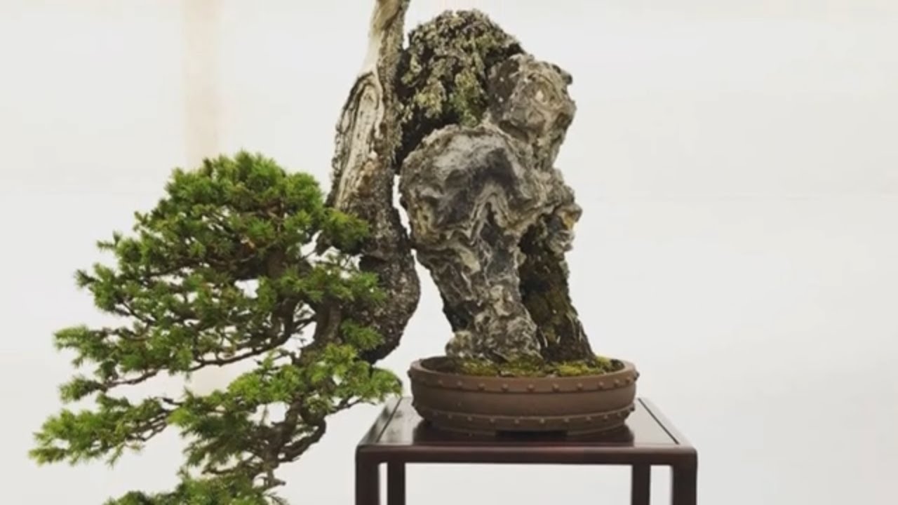 BONSAI EXHIBITION IN THE WORLD Part 17 YouTube