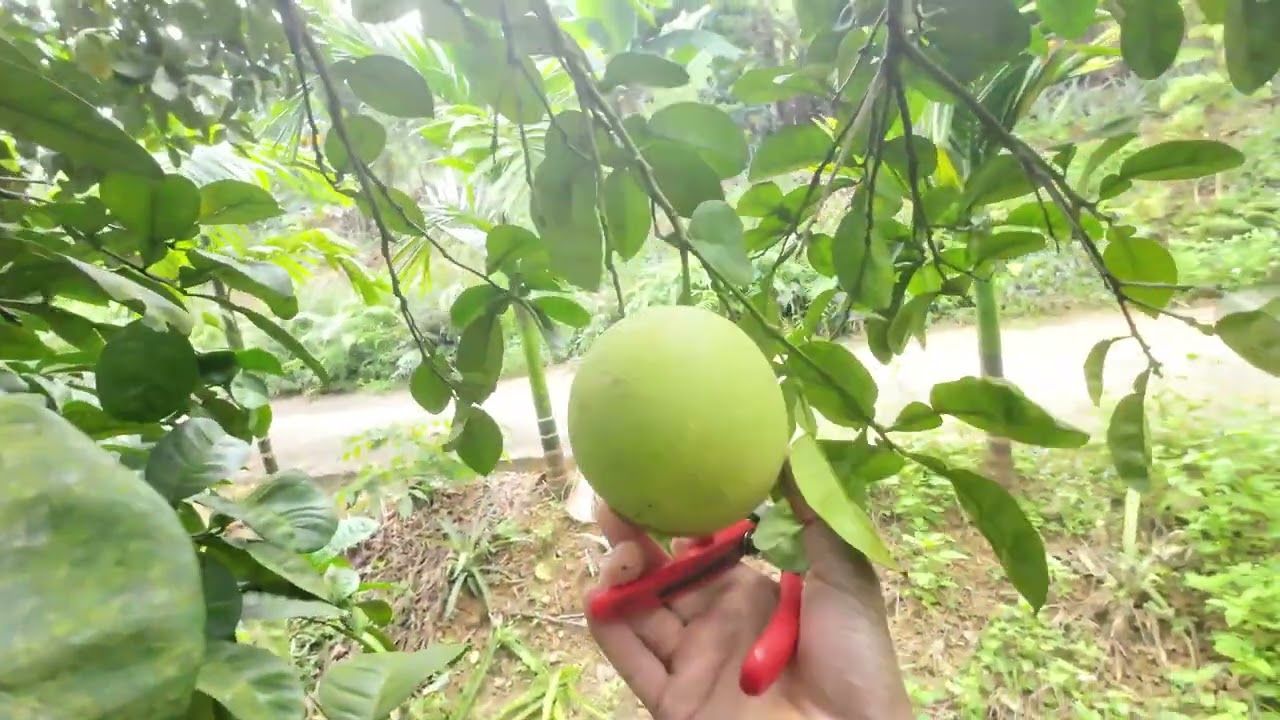 “Bí quyết ‘hồi sức’ cho cây bưởi sau thu hoạch để năm sau sai trĩu quả”