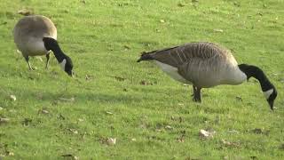 Plants, People & Geese at Hyde Hall