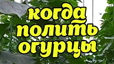 Как узнать!!!!поливать или не поливать огурцы в пасмурную или дождливую погоду!!!!