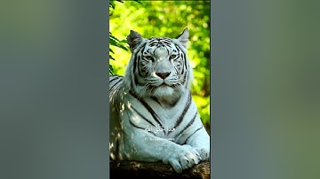 سورة لقمان الاية 11 | بصوت الشيخ ياسر الدوسري