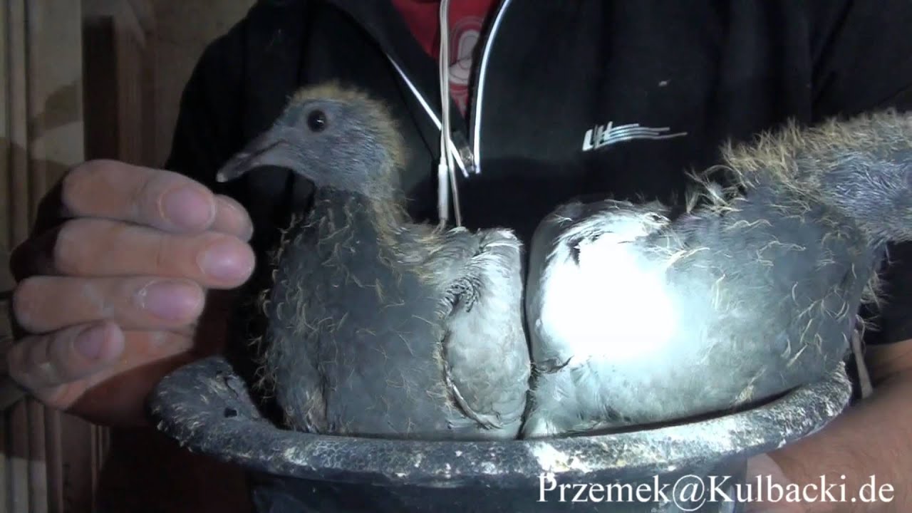 ORIGINALE JANSSEN BELGIUM ARENDONK LOUIS JANSSEN KULBACKI RACING PIGEON