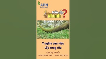 APN - Ý nghĩa của thao tác tẩy rong rêu trên cây sầu riêng? #saurieng #short