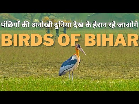 BIRDS OF BIHAR: The Hidden Paradise | National Geographic Hindi | Animal Planet in Hindi | Wildlife