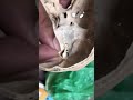 foramen of the skull