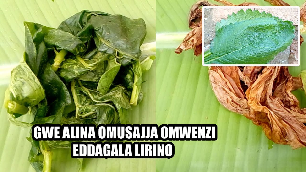 Ona va bola jinsiy aloqada bolgan video Katta eshak porno