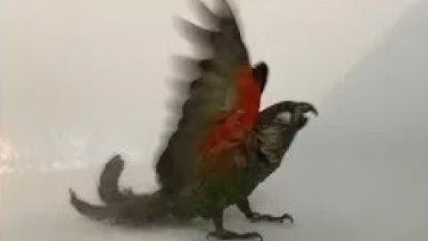 Learn to teach your green cheek conure to take a bath! How I shower my pearley conure