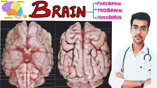 Brain 🧠 Anatomy  || Complete description 🔥🔥 || Aniket tyagi