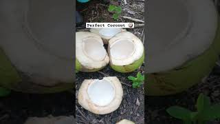 COCONUT MEAT refreshingdrink coconut