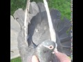 Курские голуби  Kursk pigeons