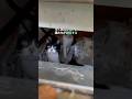 アパートに置き去りにされた猫たちの救出
