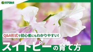 27 スイトピーの育て方 苗から育てる注意点 種まきの方法 誘引や花がら摘みなど日々の管理方法もご紹介 Plantiaq A 植物の情報 育て方をq A形式でご紹介 Youtube 27 スイトピーの育て方 苗から育てる注意点 種まきの方法 誘引や花がら摘みなど日々の管理方法もご紹介 Plantiaq A 植物の情報 育て方をq A形式でご紹介 Youtube