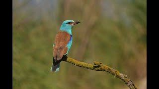 European Roller Gökkuzgun