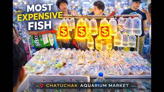 Chatuchak Aquarium Market Most Expensive Fish, Bangkok Thailand Winter 2026 4K Hdr