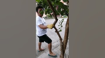 The Guava Tree After Pruning