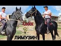 Лимузин 👍 Көрүп ооруй турган аттар чыкты Фуркатта