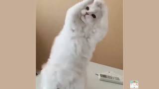 BEST FUNNY CATS COMPILATION 2022😂| Funny and Cute Cat Videos !😸 #cats #cat  #AdorableAnimals by Adorable Animals 14 views 1 year ago 48 seconds