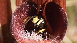 Bees Wasps Sleep In Orchid Flowers Long-Lipped Tongue Orchid Serapias Vomeracea