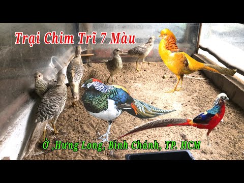 Video Trại Chim Trĩ 7 Màu Ở, Hưng Long,Bình Chánh, TP. HCM (... - youtube
