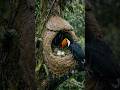 Toucan Parent Protecting Chicks in Mud Nest Gets Real #wildlife #birds #nature