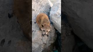 Mapache sin antifaz #animallover #animalshorts #animalesfelices #animalestiernos #mapaches #mapache