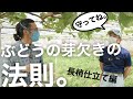 【ちゃんとやってる？】ぶどうの芽欠きの法則（仕方）は、剪定のときのためでもある！ -長梢仕立て編・初心者向け-