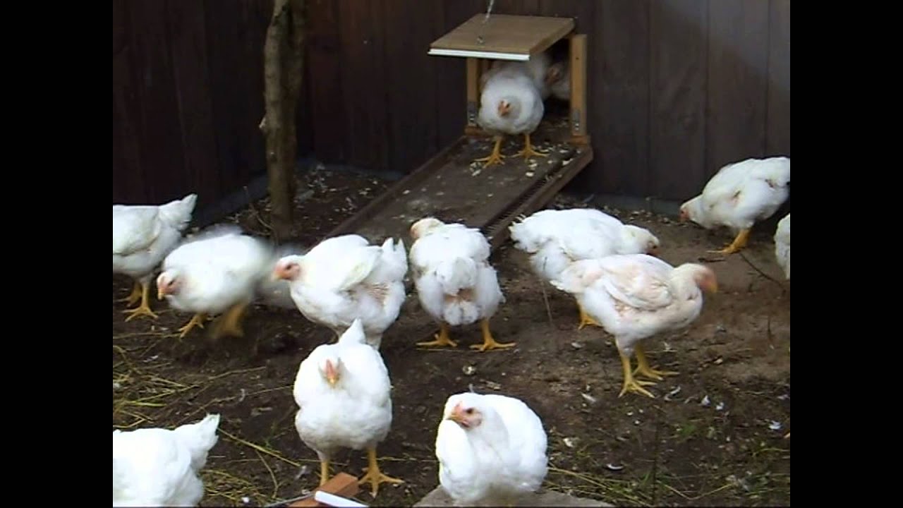 Chickens Canada Day YouTube